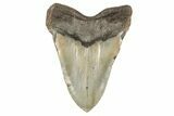 Serrated, Fossil Megalodon Tooth - North Carolina #192867-2